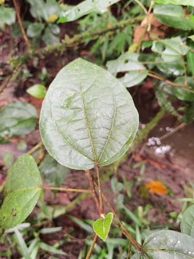 Hampea appendiculata, photographed by Eduardo Chacón Madrigal