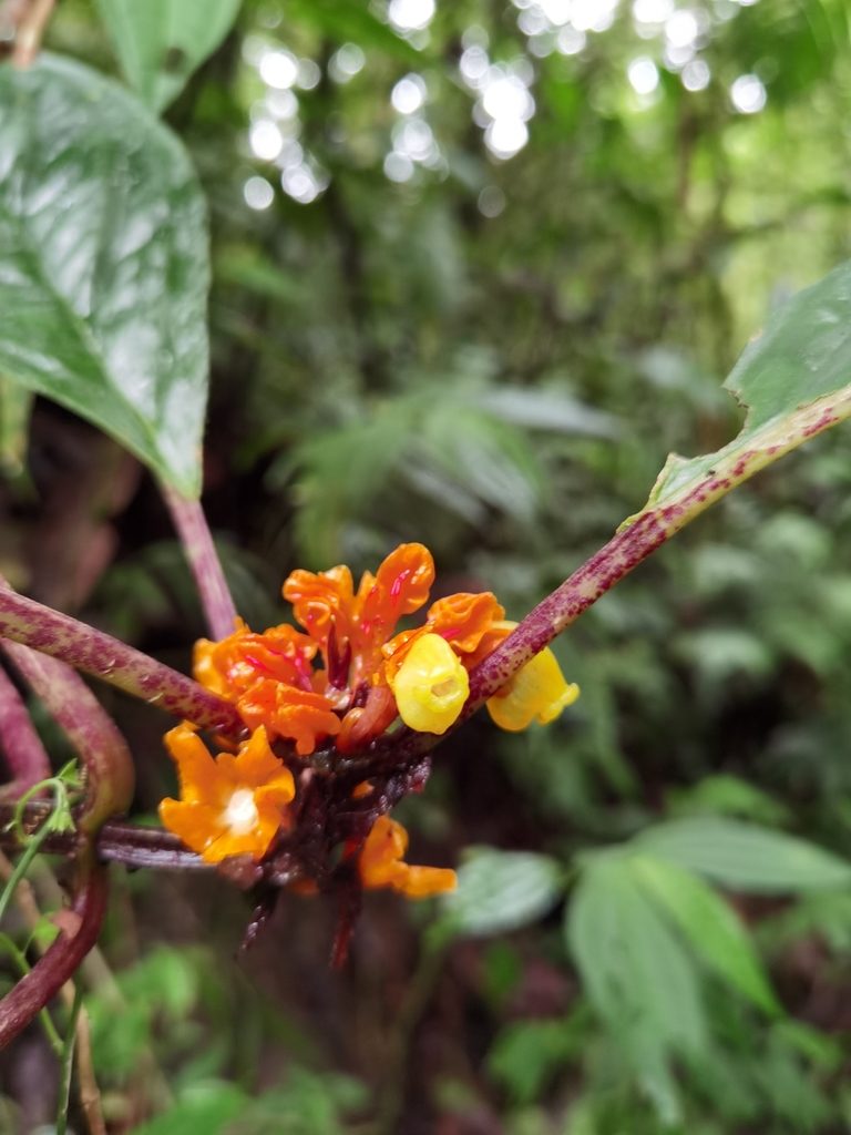 Drymonia ambonensis, photographed by Eduardo Chacón Madrigal