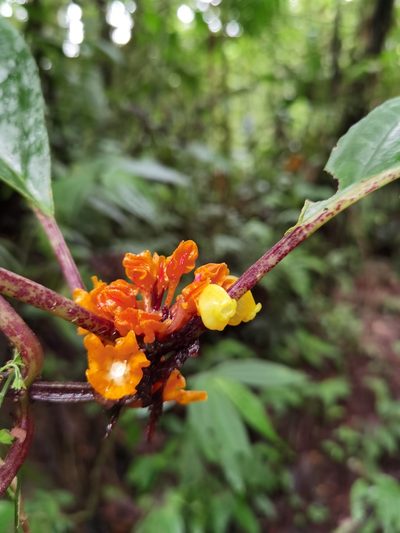 Drymonia ambonensis, photographed by Eduardo Chacón Madrigal