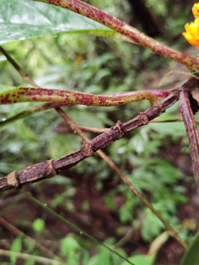 Drymonia ambonensis, photographed by Eduardo Chacón Madrigal