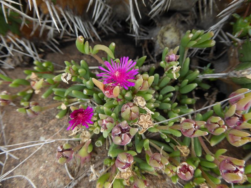 Delosperma saturatum, photographed by Hlengiwe Mtshali