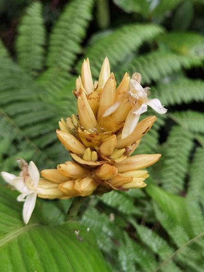 Goeppertia marantifolia, photographed by Eduardo Chacón Madrigal