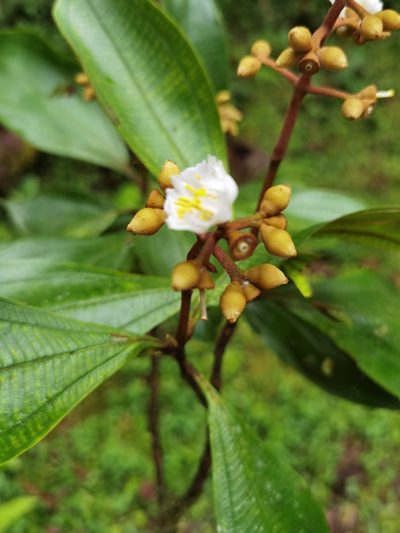 Miconia conorufescens, photographed by Eduardo Chacón Madrigal