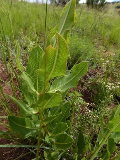 Pachycarpus appendiculatus, photographed by Hlengiwe Mtshali