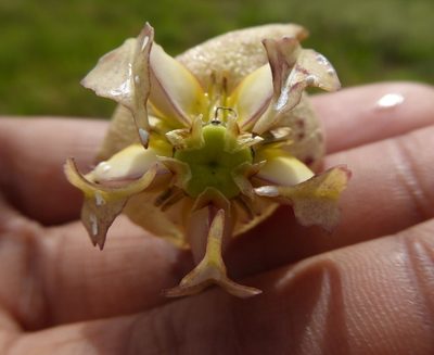 Pachycarpus appendiculatus, photographed by Hlengiwe Mtshali