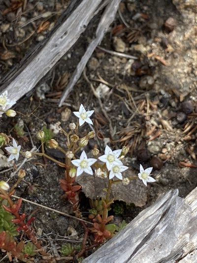 Sedum monregalense, photographed by Thomas Dreux