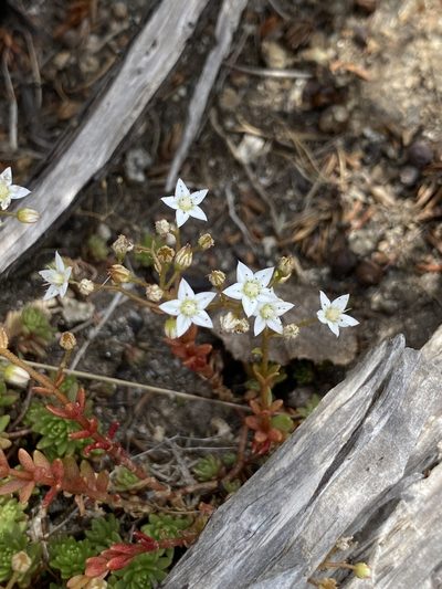 Sedum monregalense, photographed by Thomas Dreux
