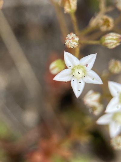 Sedum monregalense, photographed by Thomas Dreux