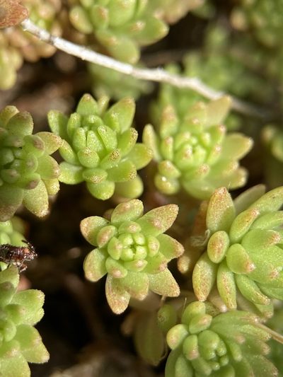 Sedum monregalense, photographed by Thomas Dreux