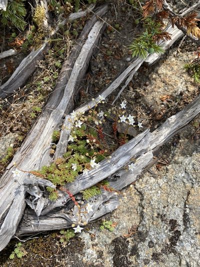 Sedum monregalense, photographed by Thomas Dreux