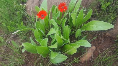 Gerbera aurantiaca, photographed by Hlengiwe Mtshali
