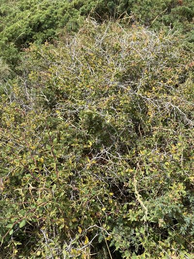 Berberis aetnensis, photographed by Thomas Dreux