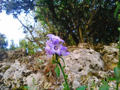 Campanula versicolor, photographed by George Papademetriou