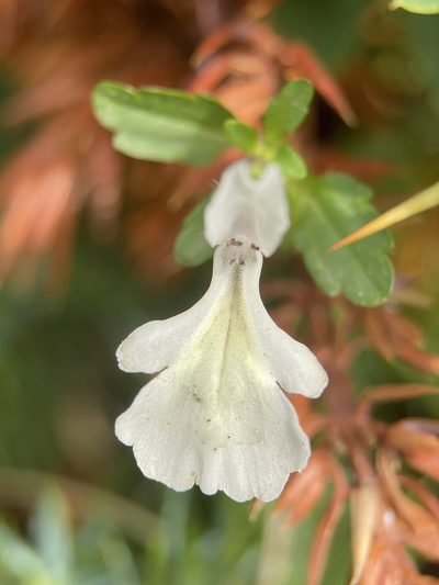 Stachys corsica, photographed by Thomas Dreux