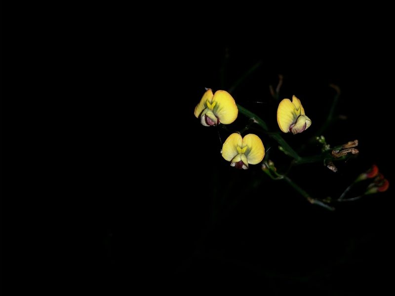 Daviesia divaricata, photographed by Helium Luo