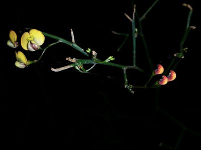 Daviesia divaricata, photographed by Helium Luo