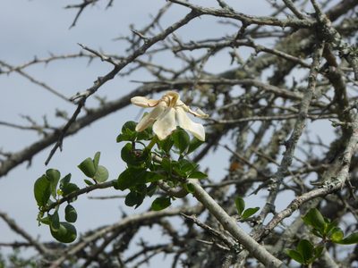 Gardenia cornuta, photographed by Hlengiwe Mtshali