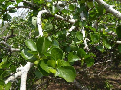 Gardenia cornuta, photographed by Hlengiwe Mtshali