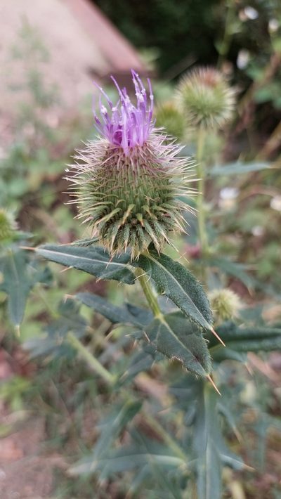 Cirsium ciliatum, photographed by Алена Ручка
