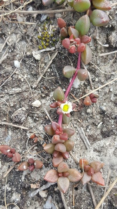 Delosperma subpetiolatum, photographed by Hlengiwe Mtshali