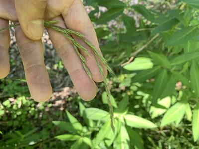 Lolium giganteum, photographed by Reuven Martin