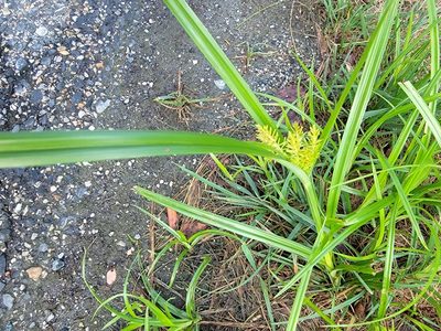 Cyperus esculentus, photographed by Susan Christman Williams