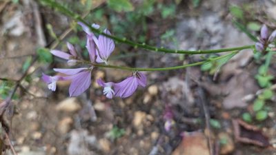 Polygala major, photographed by Алена Ручка