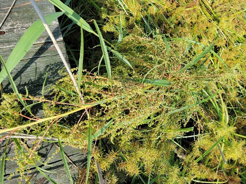 Amaranthus cannabinus, photographed by Susan Christman Williams