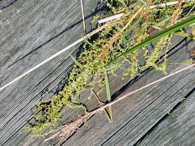 Amaranthus cannabinus, photographed by Susan Christman Williams