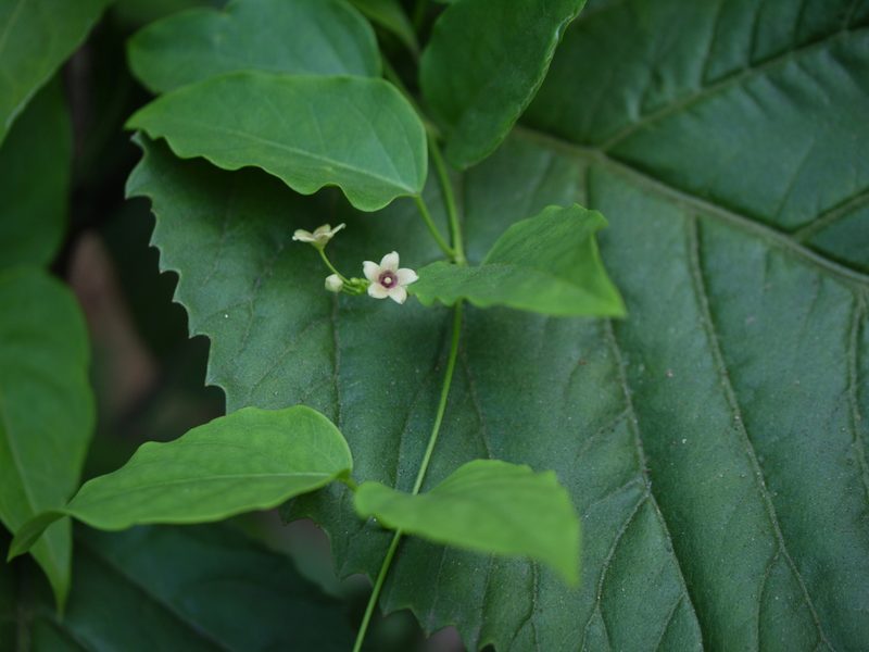 Vincetoxicum bracteatum, photographed by Dinesh Valke