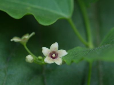 Vincetoxicum bracteatum, photographed by Dinesh Valke