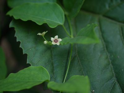 Vincetoxicum bracteatum, photographed by Dinesh Valke