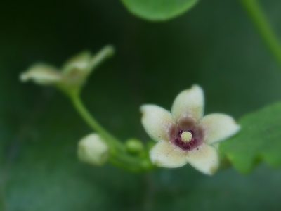Vincetoxicum bracteatum, photographed by Dinesh Valke