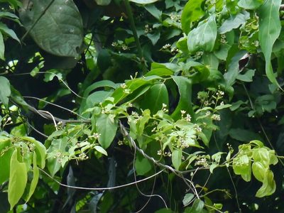 Vincetoxicum bracteatum, photographed by Dinesh Valke