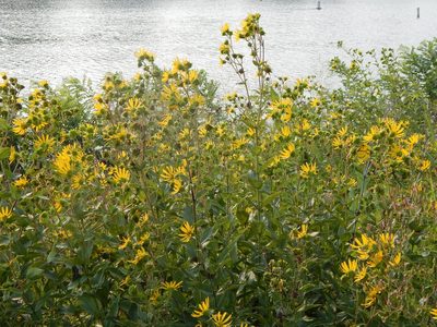 Silphium integrifolium, photographed by Tom Lazar
