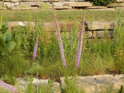 Liatris spicata, photographed by Tom Lazar
