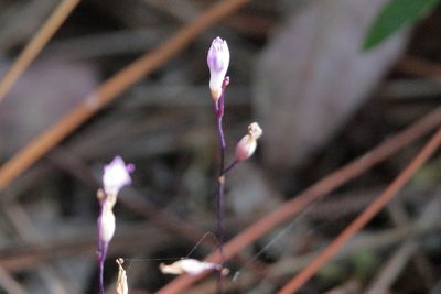 Apteria aphylla, photographed by Kim