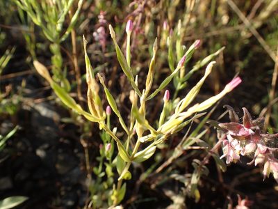Centaurium pulchellum, photographed by Allan Harris
