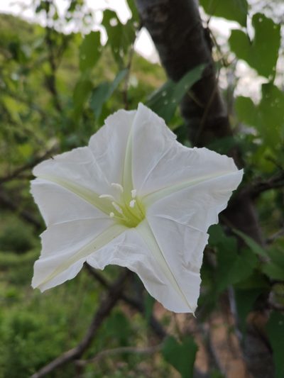 Ipomoea tastensis, photographed by Abraham Sánchez Romero