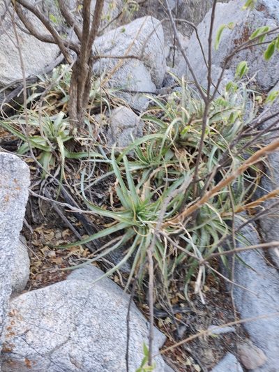 Hechtia montana, photographed by Abraham Sánchez Romero