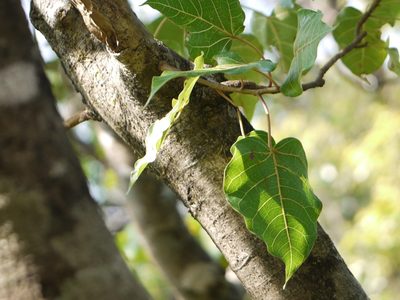 Ficus arnottiana, photographed by Dinesh Valke