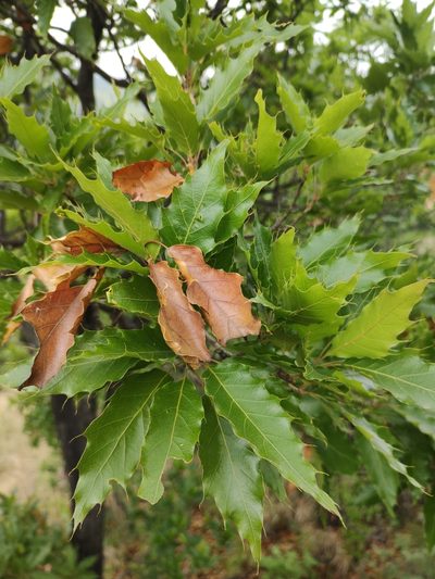 Quercus albocincta, photographed by Abraham Sánchez Romero