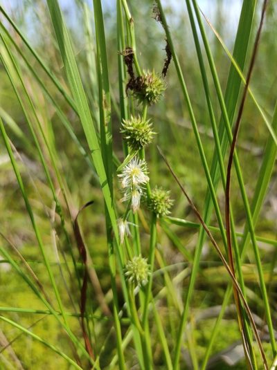 Sparganium subglobosum, photographed by Valentin Kosterin