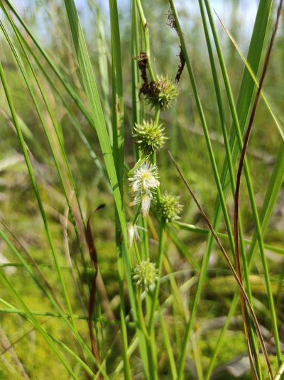 Sparganium subglobosum, photographed by Valentin Kosterin