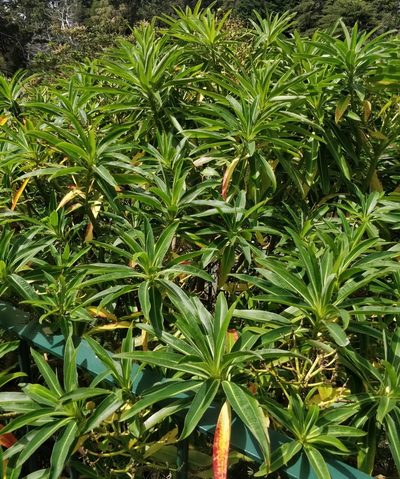 Euphorbia mellifera, photographed by Vítor Jorge