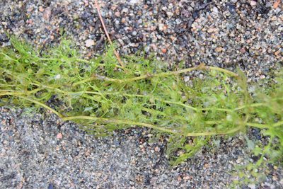 Utricularia macrorhiza, photographed by Pierre Cartier