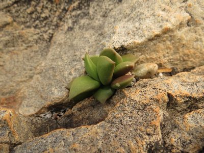 Anacampseros telephiastrum, photographed by Christiaan Viljoen