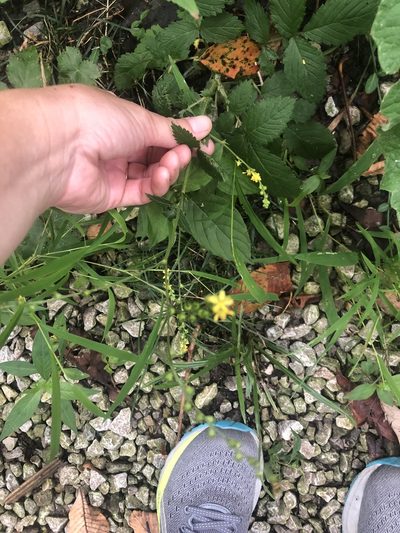 Agrimonia pubescens, photographed by Emily Franzen
