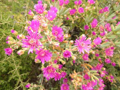 Leipoldtia schultzei, photographed by Christiaan Viljoen