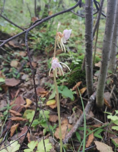 Epipogium aphyllum, photographed by Юлия